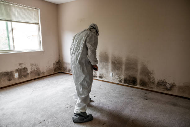 Best Mold Removal Company Near Me  in China Grove, TX